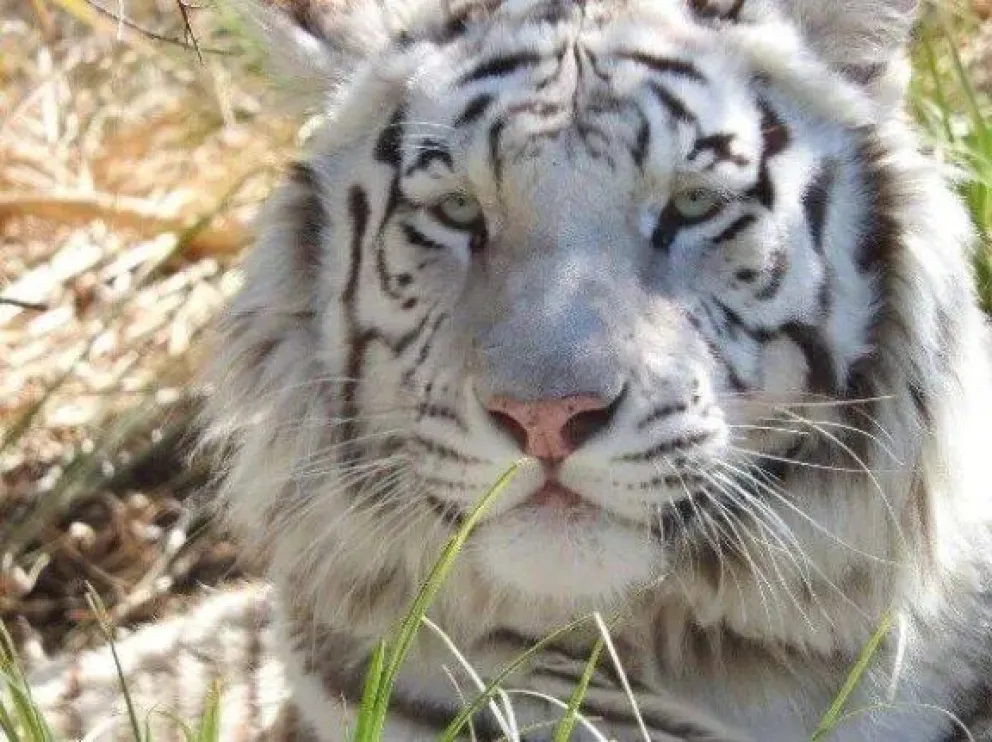 Robo en la jaula del tigre de Bubalcó: ¿cómo avanza la causa?