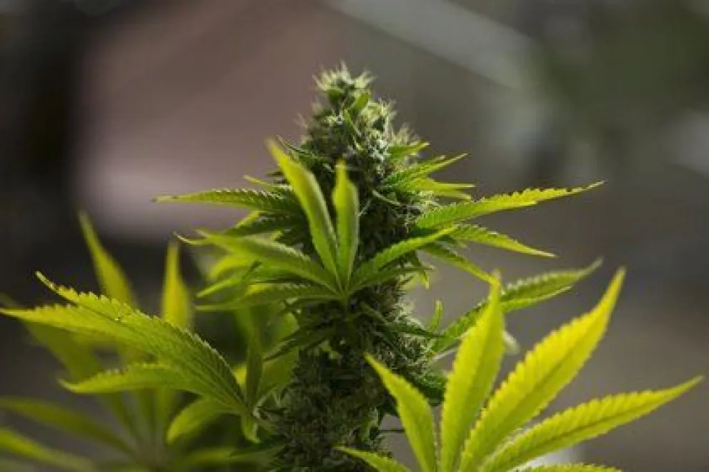 Ofrecerán encuentros gratuitos formativos sobre cannabis y discapacidad