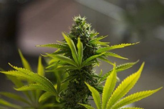 Ofrecerán encuentros gratuitos formativos sobre cannabis y discapacidad