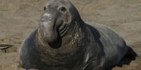 Se detectó el primer caso de influenza aviar en elefantes marinos en Chubut