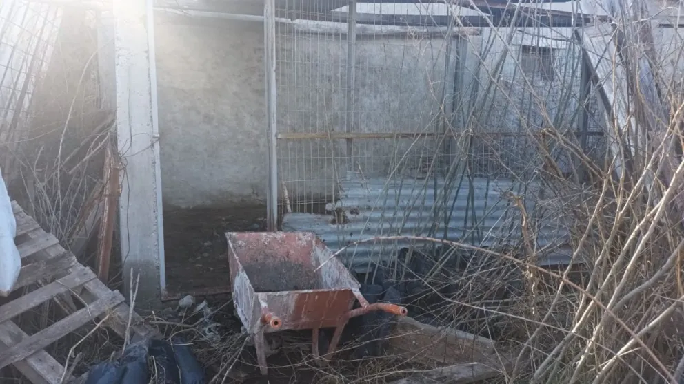 Tenía perros muertos y desnutridos: le formularon cargos por maltrato animal