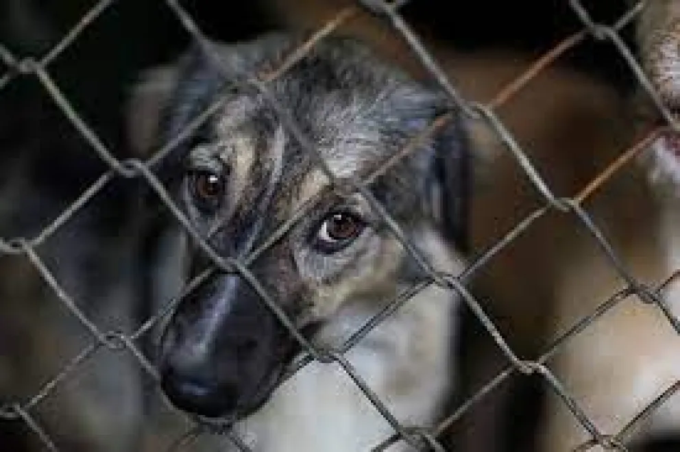 Buscan llevar a juicio a un chacarero por maltrato animal en Roca