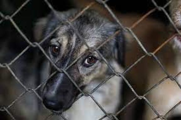 Buscan llevar a juicio a un chacarero por maltrato animal en Roca
