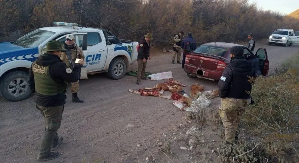 Redoblan esfuerzos para combatir la caza furtiva en Río Negro