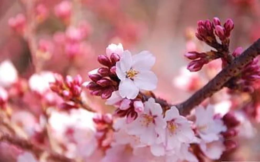 Clima: ¡Llegó la primavera! ¿Cómo estará el tiempo este 21 de septiembre?