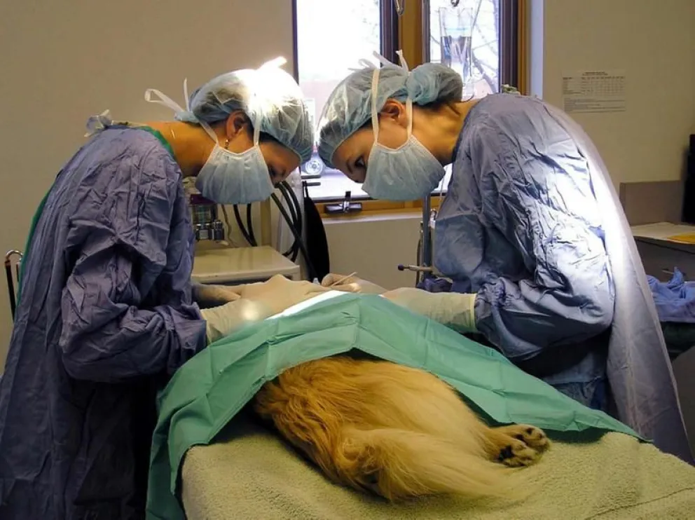 Ya se encuentra en funcionamiento el nuevo quirofano fijo para mascotas en Roca