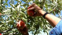 Apoyo financiero para impulsar el crecimiento frutícola en Río Negro