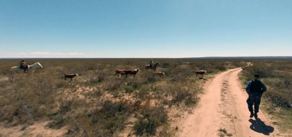 Hasta las vacas: recuperan seis animales robados de un campo en Roca