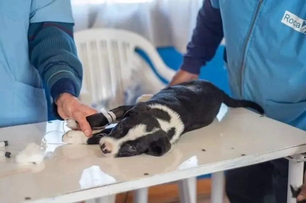 Castraciones para perros y gatos: mirá los turnos de esta semana