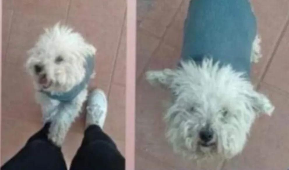 Entregaron a "Loca" a la persona equivocada: su verdadera familia pide por favor que la devuelvan