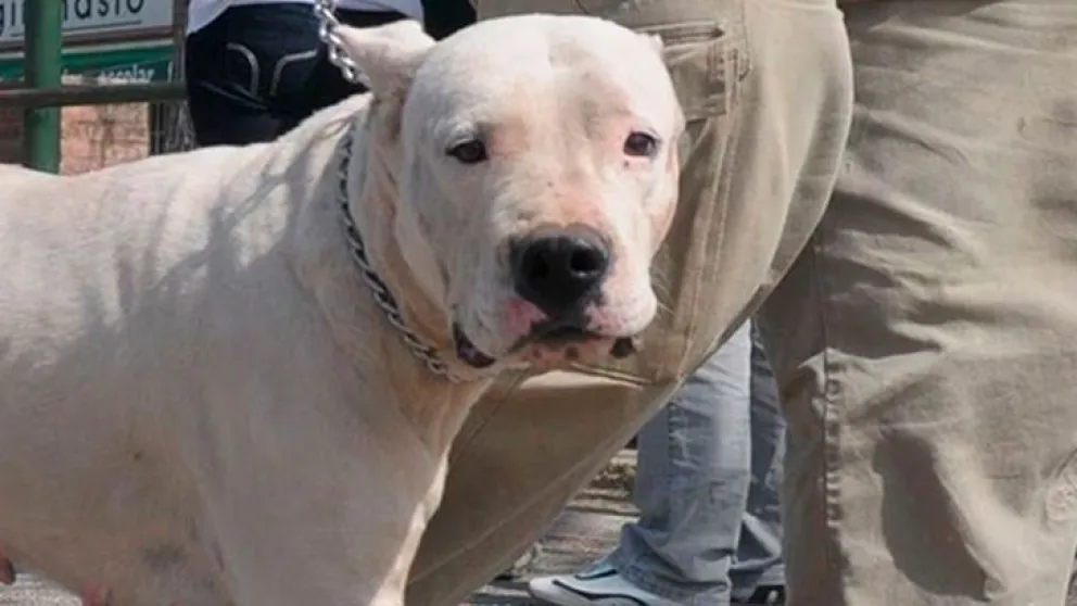 Brutal ataque: un perro casi mató a una mujer y su bebé 