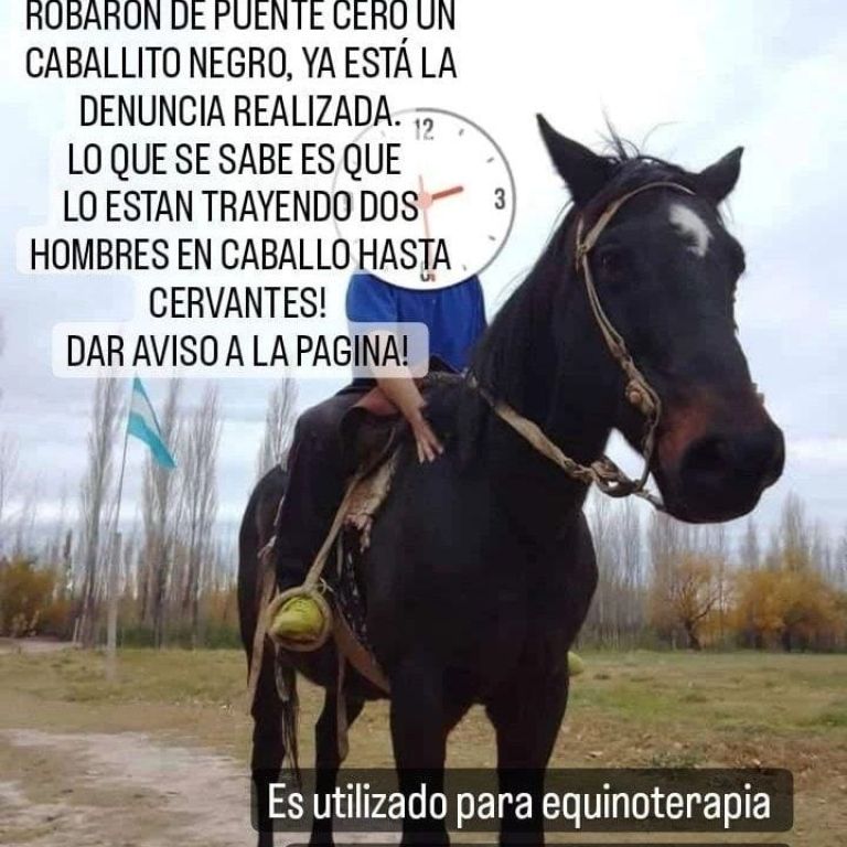 ¿Dónde está «Laucha»?: Se robaron un caballo que era usado para hacer equinoterapia