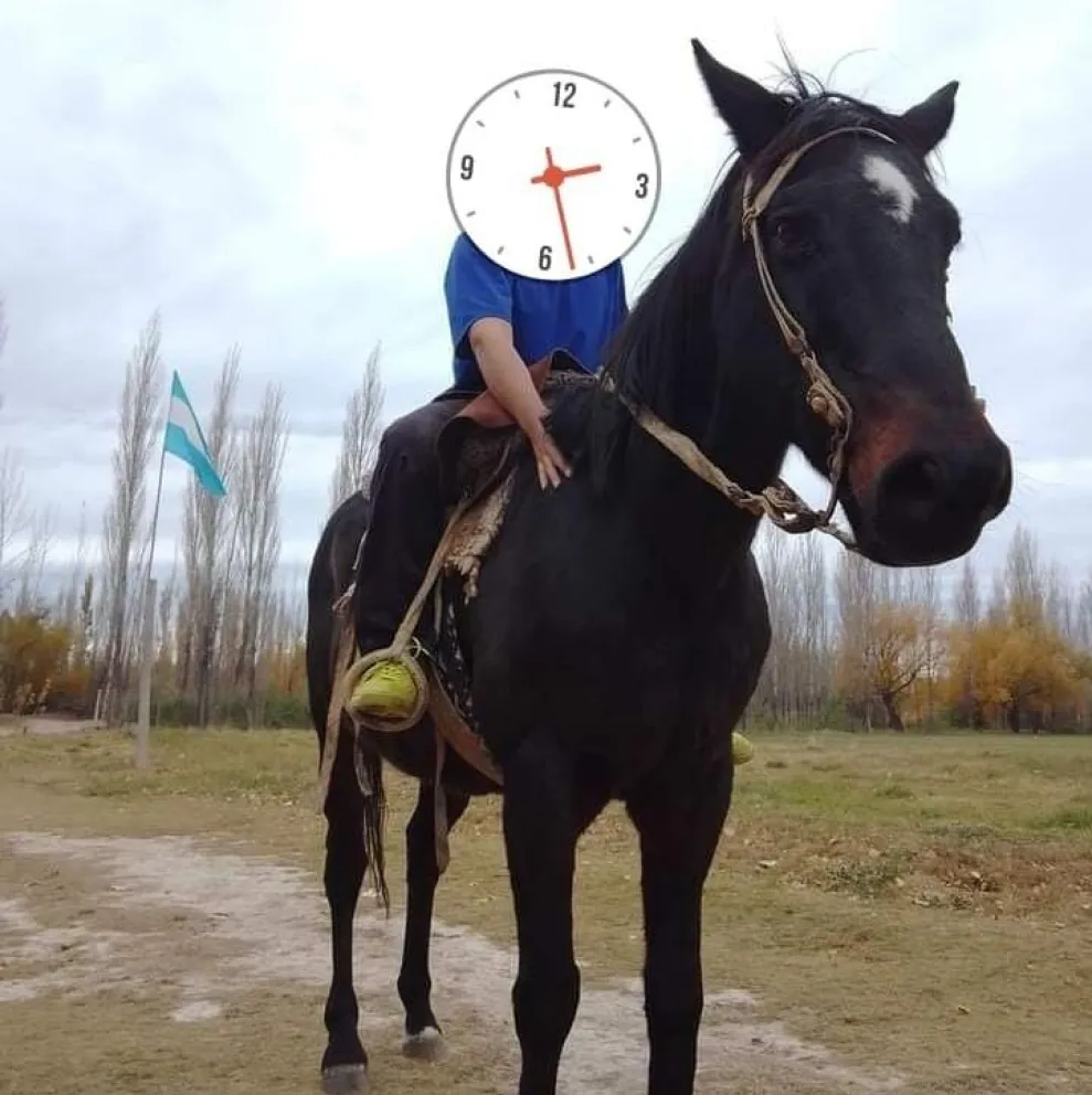   ¡Buenas noticias!: apareció “Laucha”, el caballo utilizado para equinoterapia que había sido robado
