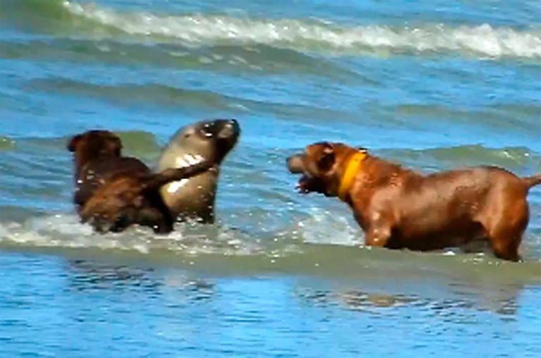 No se permitirá el ingreso de perros a las playas de Las Grutas tras el ataque a un lobo marino