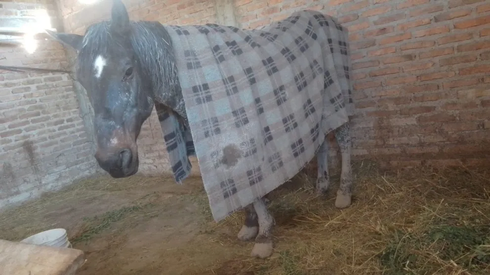 Colaboremos con "Laucha": el caballo est&aacute; con graves heridas y son altos los costos veterinarios  