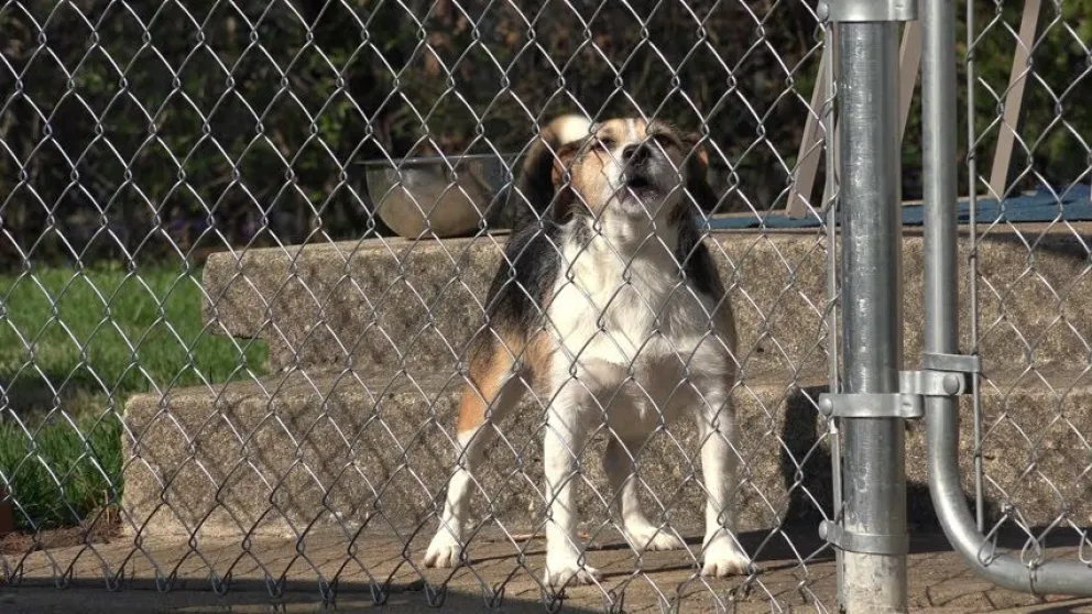 Un perro de gran tamaño sacó la cabeza sobre el cerco y mordió a un joven que pasaba por la vereda