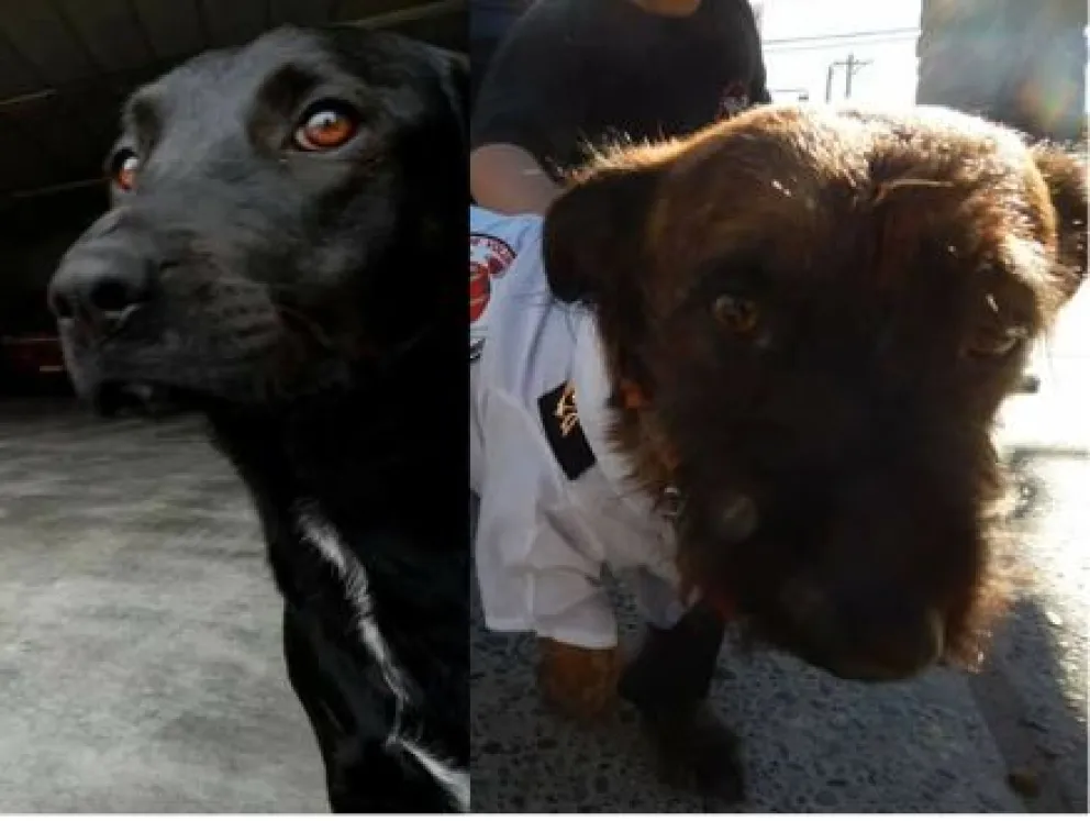 ¡Sumate a ayudar!: Bomberos realiza una rifa para solventar gastos veterinarios de Laica y Rocco