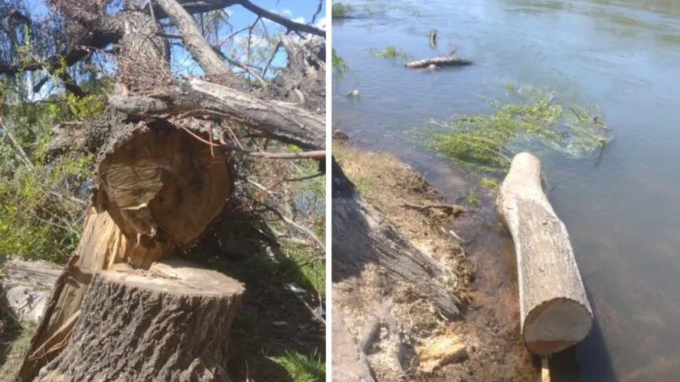 Un vecino reclama por la tala de árboles en cercanías a Apycar
