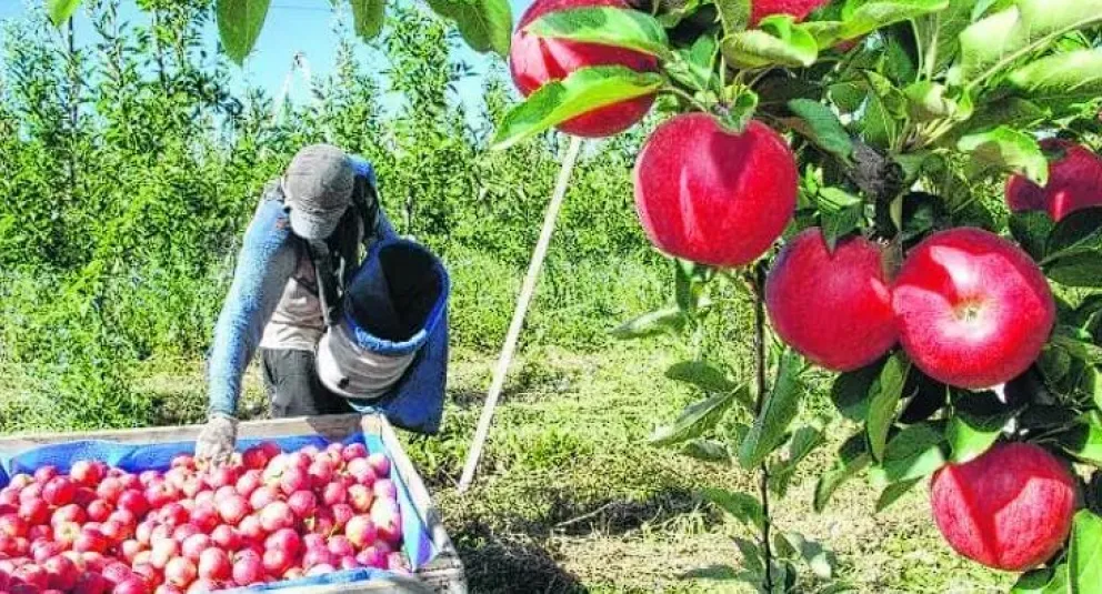 La fruticultura en crisis: pérdida de hectáreas y empleos en el Alto Valle