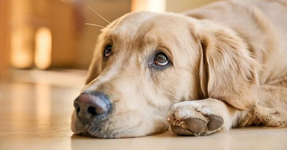 Consejos para mantener un hogar libre de olores de perro