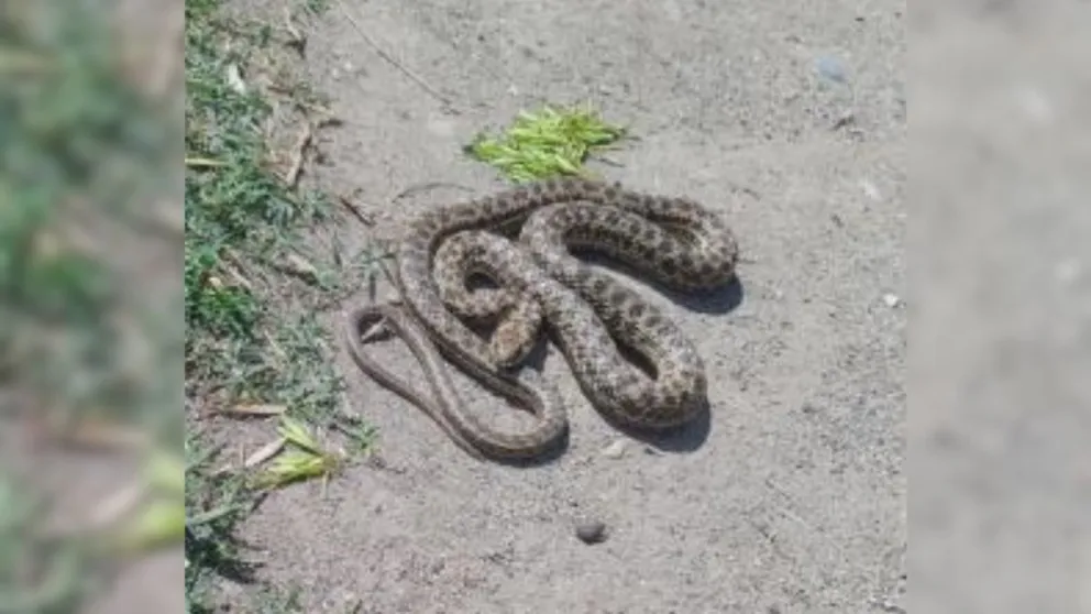 VIDEO: Encuentran una Culebra Patagónica en el frente de la Escuela 223