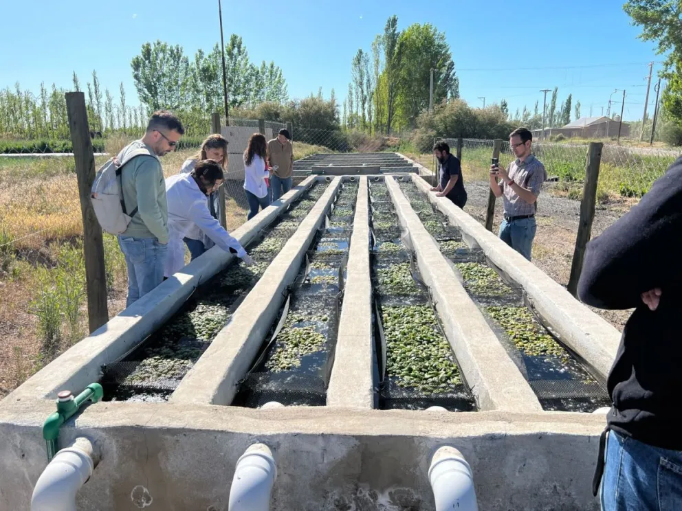Desarrollan un tratamiento de efluentes para reducir la contaminación en la región 