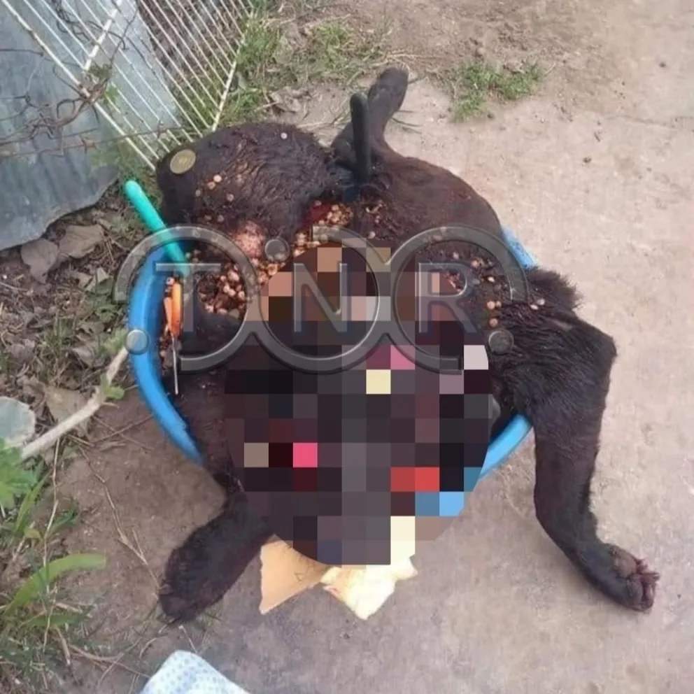 Encontraron animales muertos y estarían ligados a los rituales umbanda 