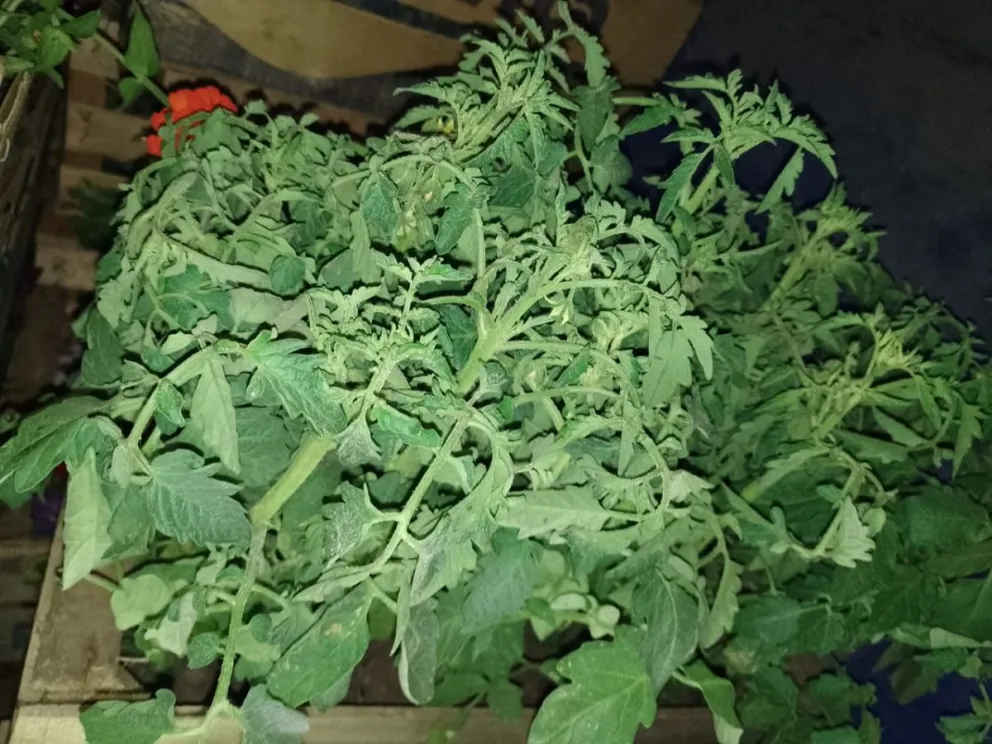 Incautan miles de plantines hortícolas que tenían como destino a Roca