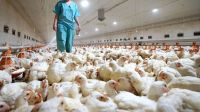 Drástica medida para frenar la gripe aviar en Estados Unidos: sacrificarán a casi un millón de pollos