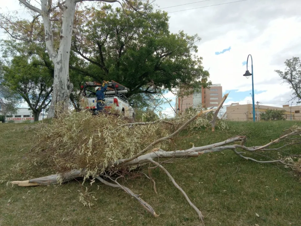 El viento otra vez hizo de las suyas y dejó sin luz a gran parte de Roca