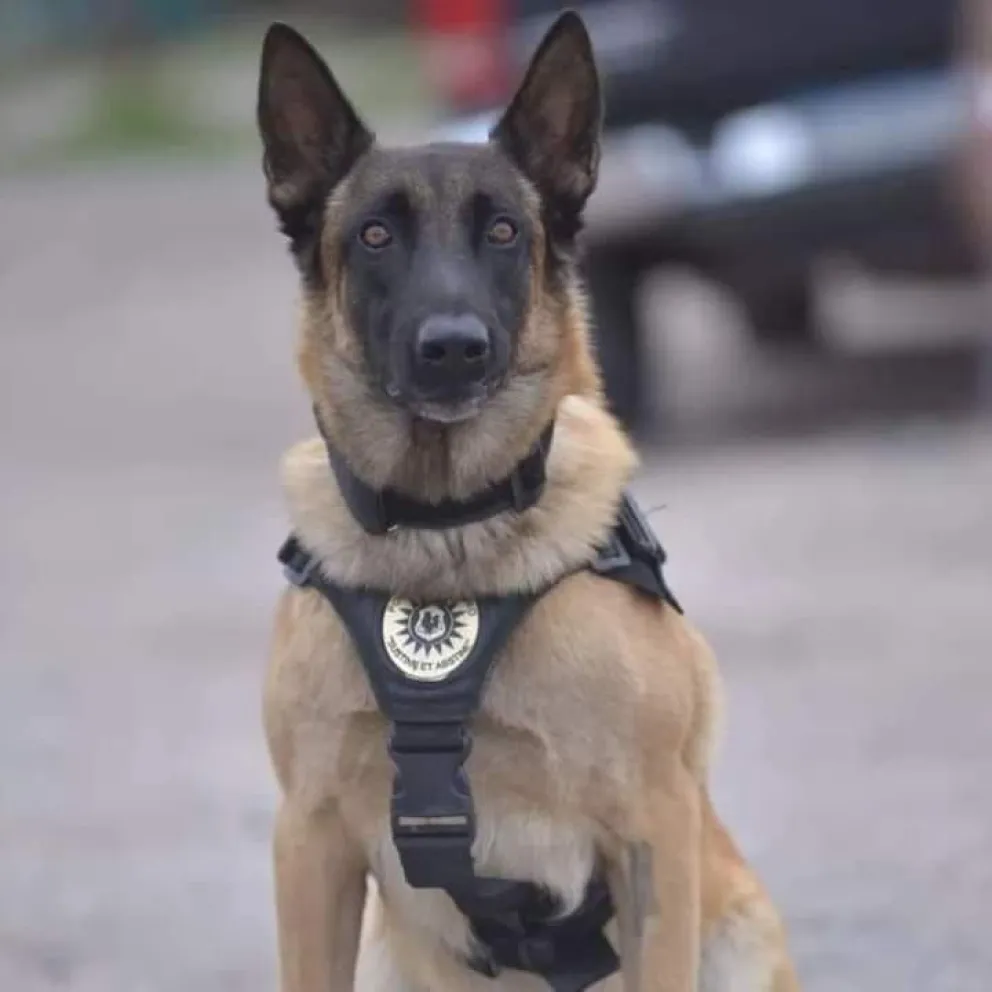 Gracias a Máximo condenaron un hombre que transportaba marihuana en el Alto Valle  
