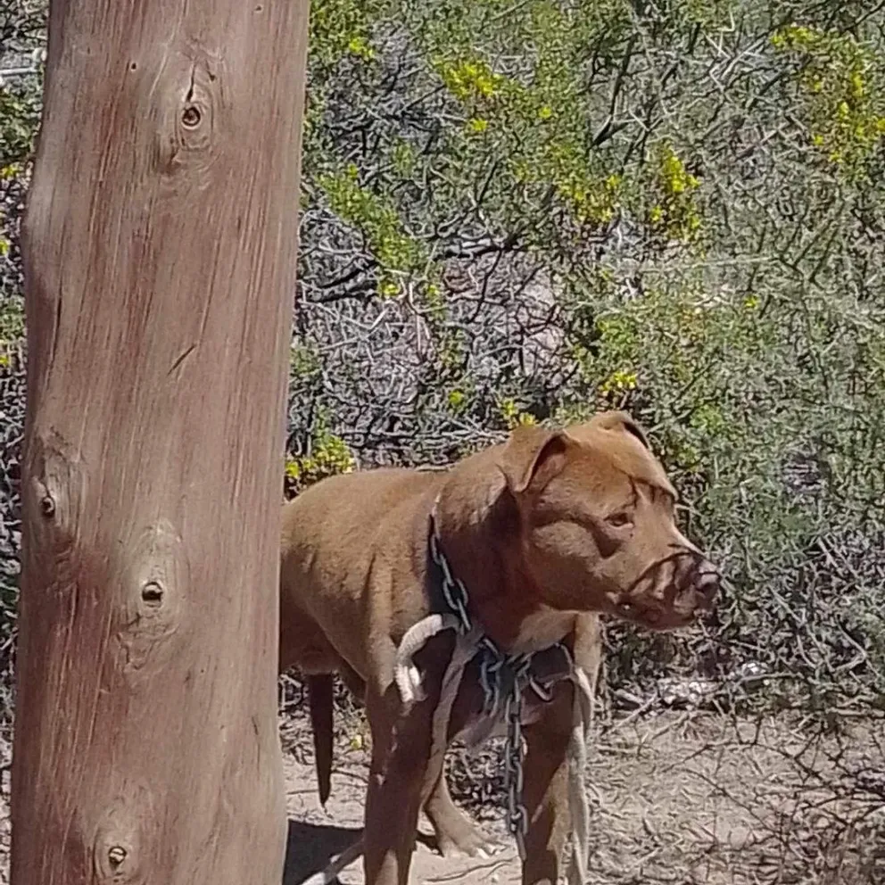 Atado con cadenas y sin agua dejaron a un perro abandonado en la barda norte 