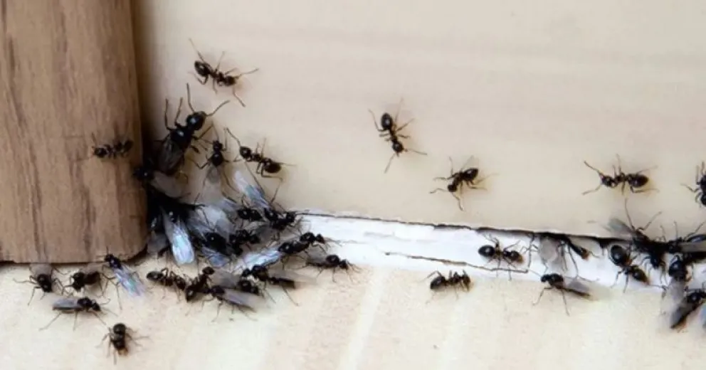 Cómo erradicar de manera definitiva a las hormigas en tu hogar