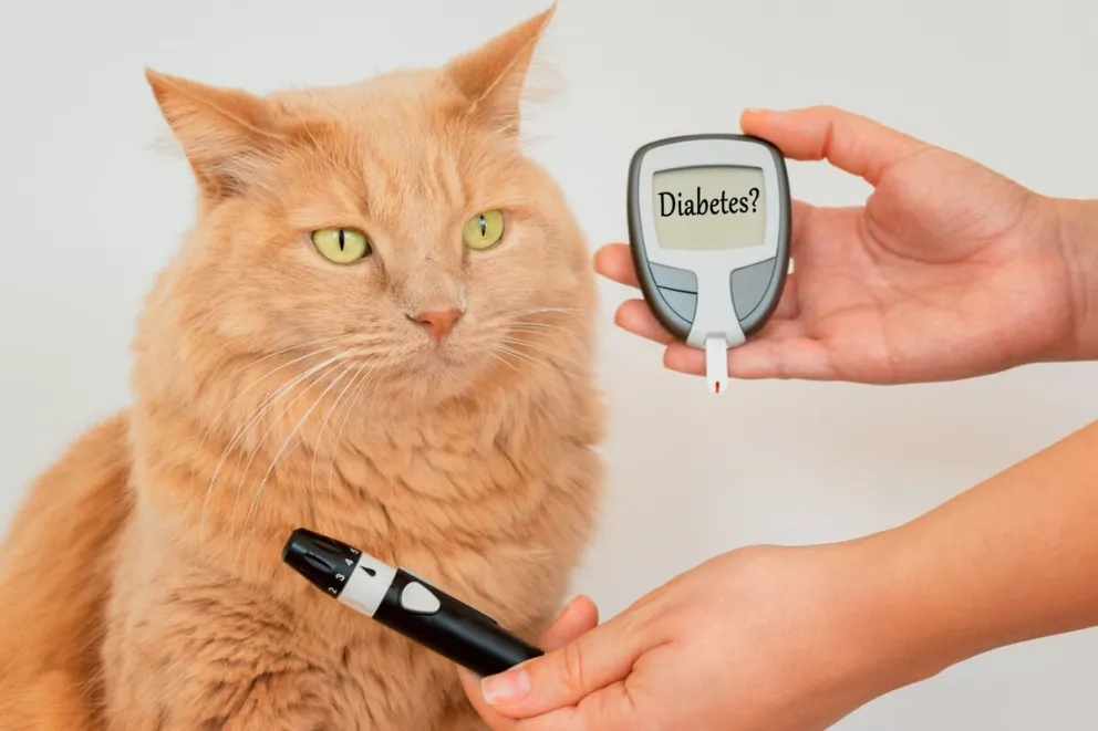 Mascotas diabéticas: un desafío de cuidados y tratamiento