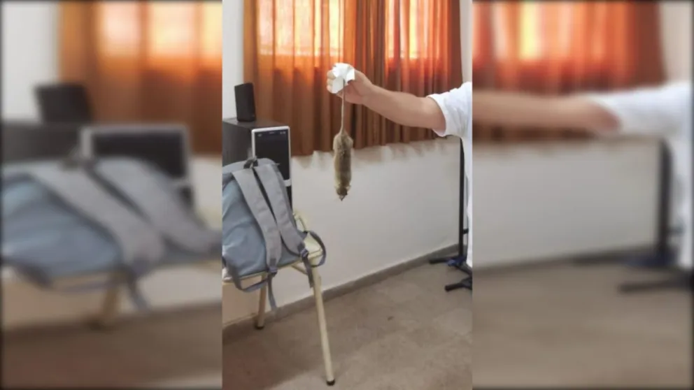 VIDEO: Atraparon una rata en la Escuela 260 y denuncian presencia de más roedores y heces