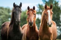Senasa detectó equinos infectados por un virus que puede transmitirse a los humanos