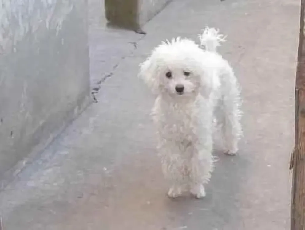 Robó un caniche y fue imputado por dejar sus huellas en un frasco de perfume