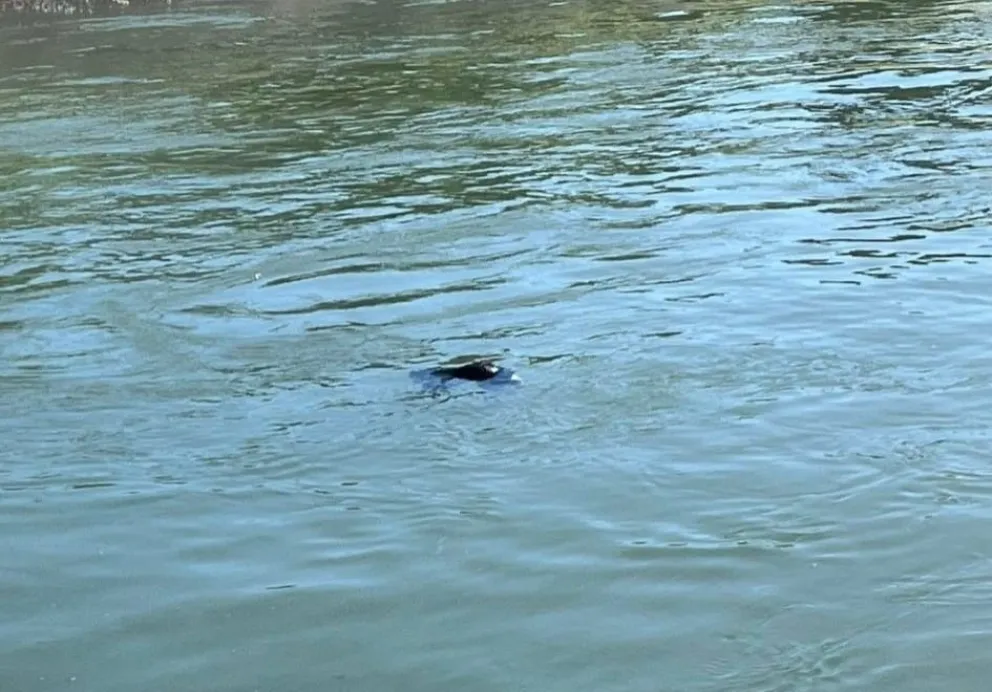 ¡A cuidar a las mascotas!: Juntan firmas para exigir el cercado de los canales de riego en Roca