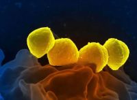 Alarmante aumento de casos de Streptococcus pyogenes: ya hay 93 muertes