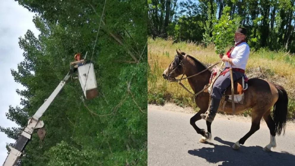 Caballo electrocutado: “En los últimos dos meses no registramos reclamos en esa zona”