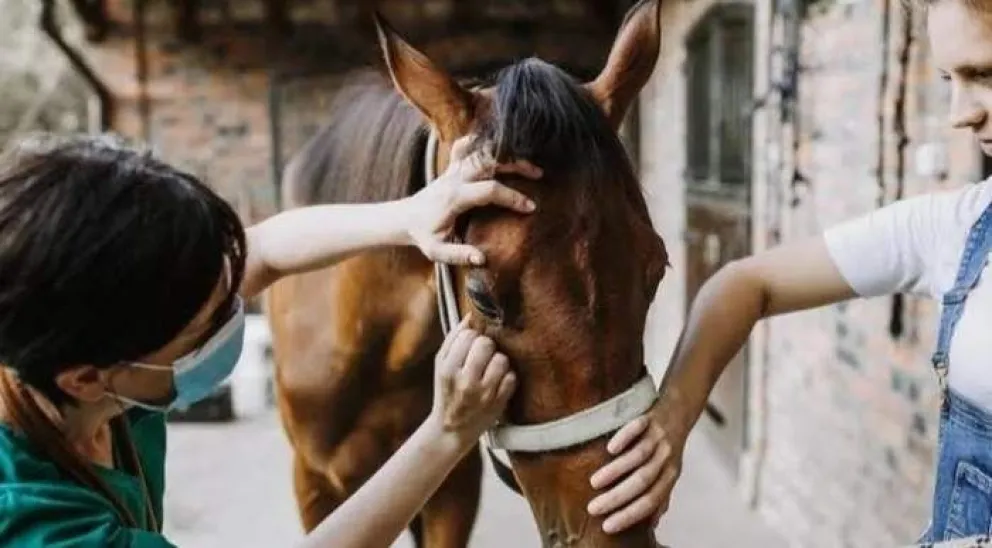 Declaran emergencia sanitaria por Encefalomielitis Equina en todo el país