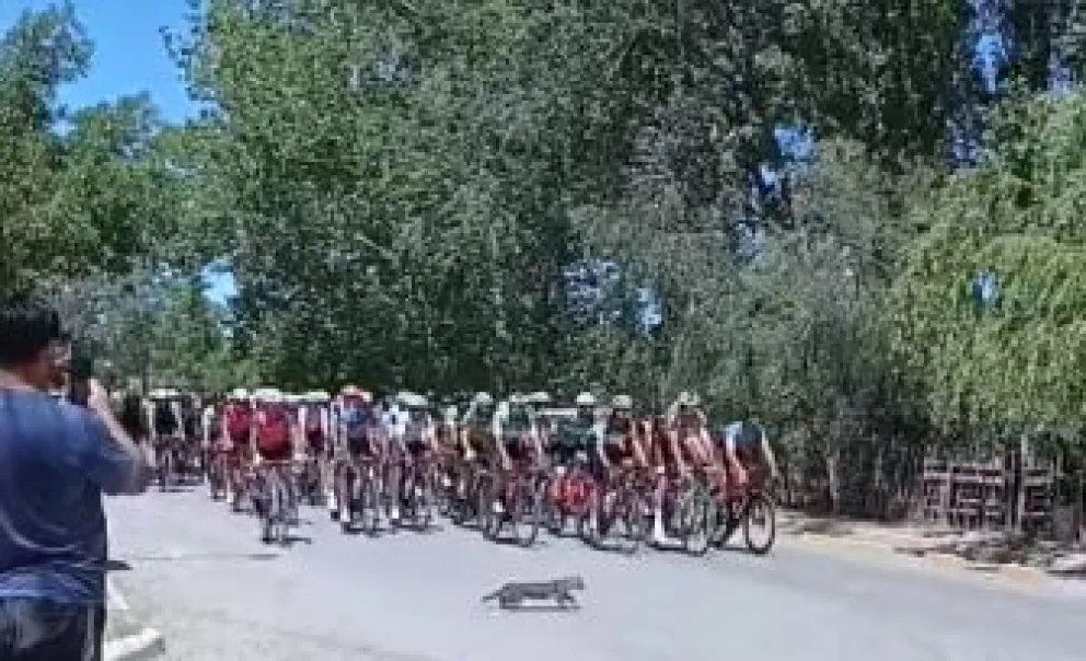 Se cruzó un gato y causó la caída de varios ciclistas en la Vuelta al Valle 