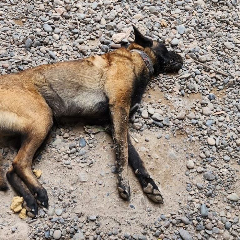 Aberrante: envenenaron a tres perros en el barrio Belgrano de Roca