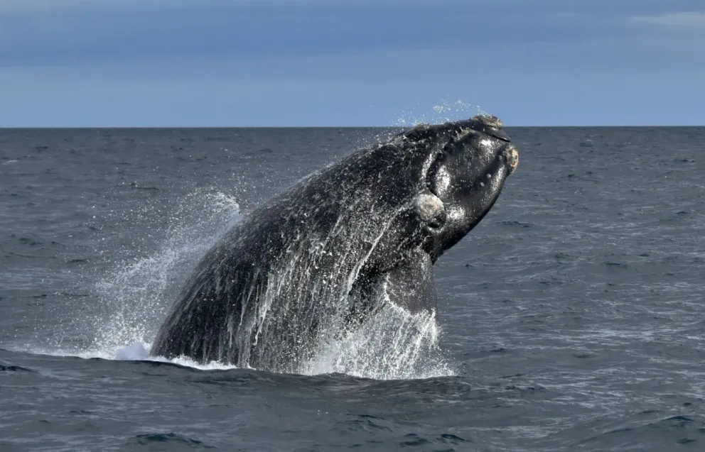 El Gobierno prohibió una investigación de la ballena franca austral porque le generaba ruidos a la exploración petrolera