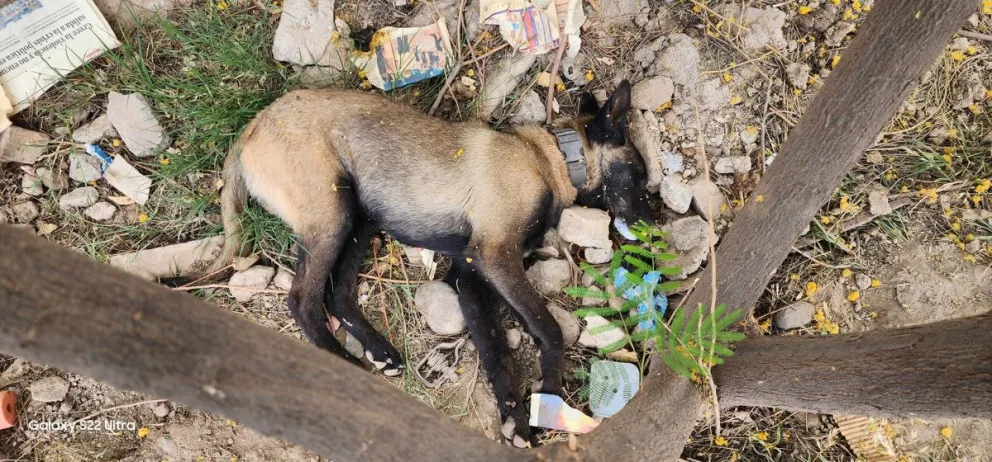 Mataron a sus perros y ahora teme por la vida de sus hijos