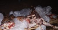 Importante decomiso sobre Ruta 6: secuestran y queman 16 ovinos faenados y más de 100 kg de carne