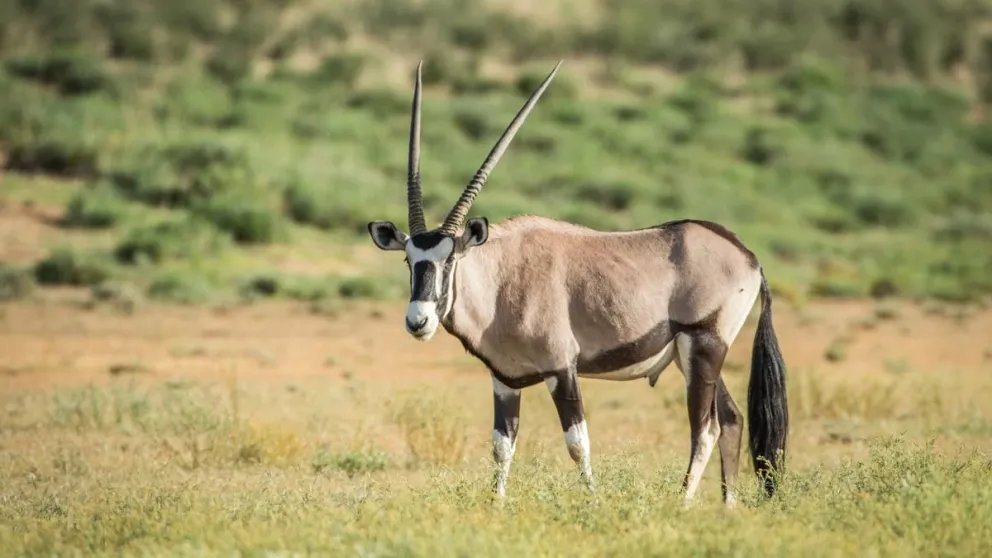 COP28: se presentó la nueva lista de especies amenazadas