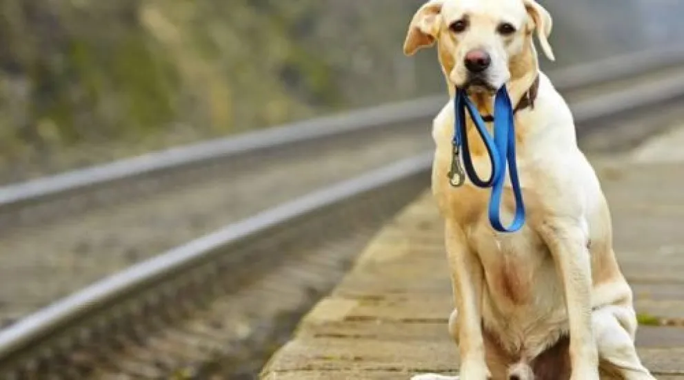 Inventaron una aplicación para encontrar y reportar mascotas perdidas 