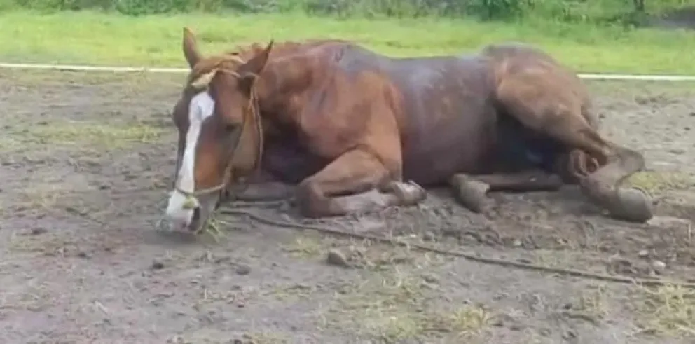 Autorizan primer lote de vacuna contra la encefalomielitis equina