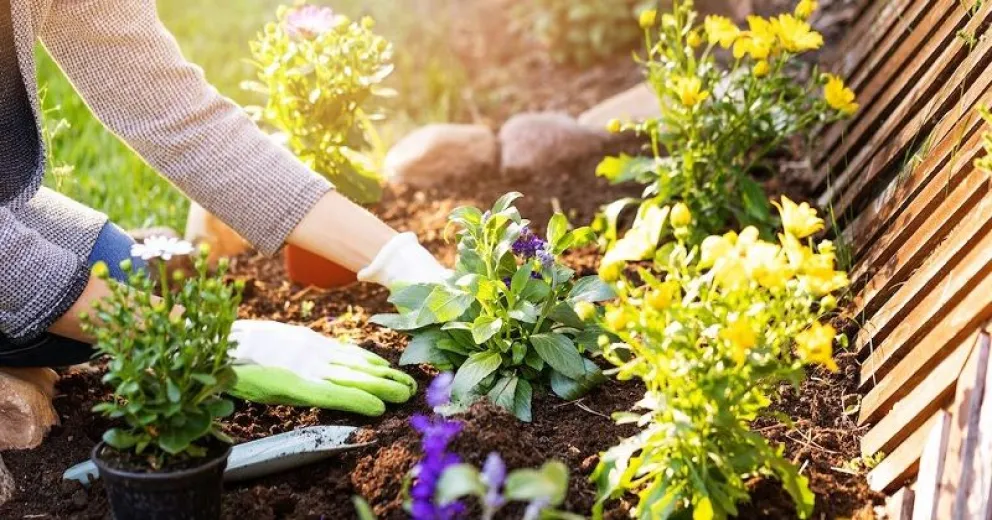 El truco efectivo para ahuyentar hormigas del jardín: ¡Limones a la rescate!